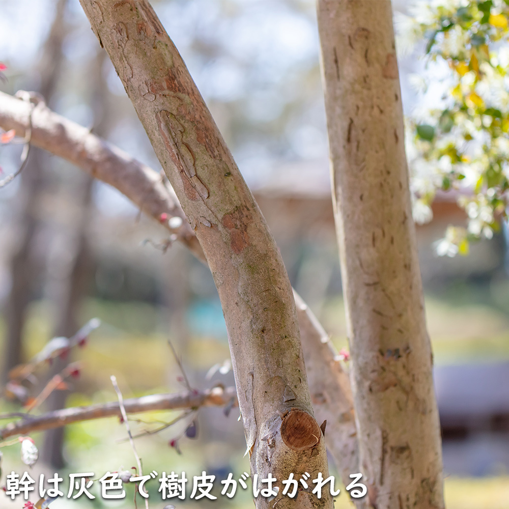 トキワマンサク赤葉ピンク花 1.5m 露地 2本×2 苗木_画像5