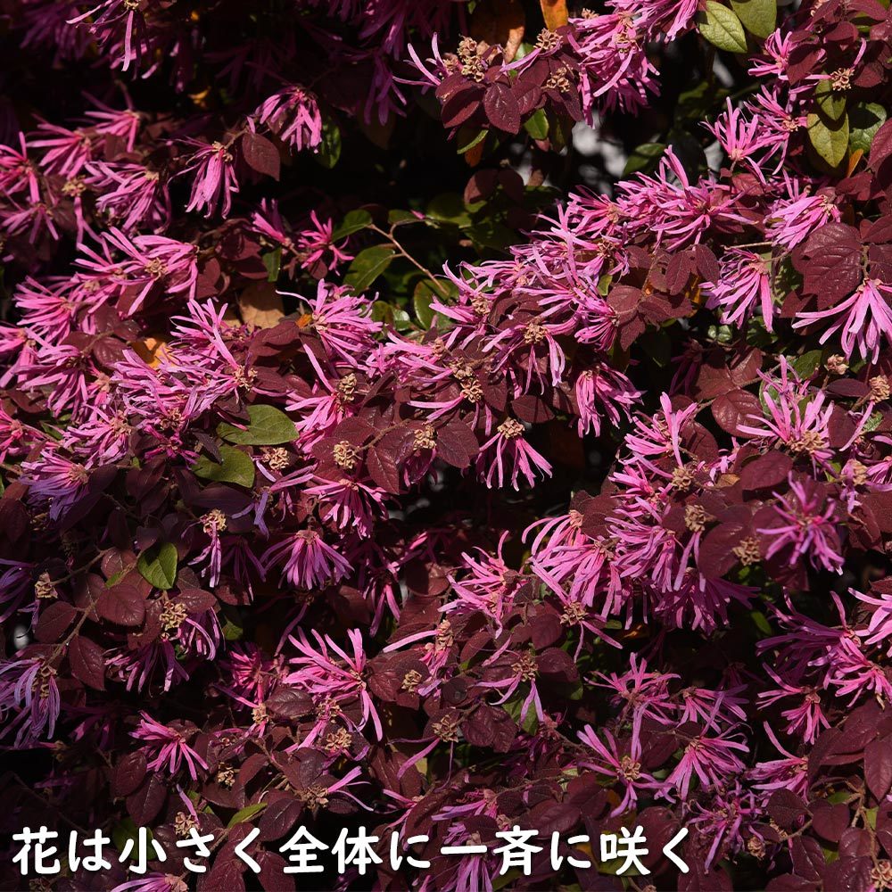 トキワマンサク赤葉ピンク花 1.5m 露地 2本×2 苗木_画像6