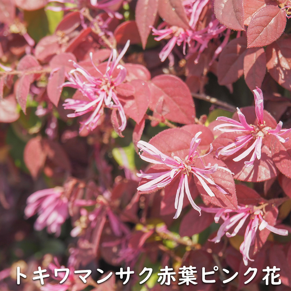 トキワマンサク赤葉ピンク花 1.5m 露地 2本 苗木_画像2