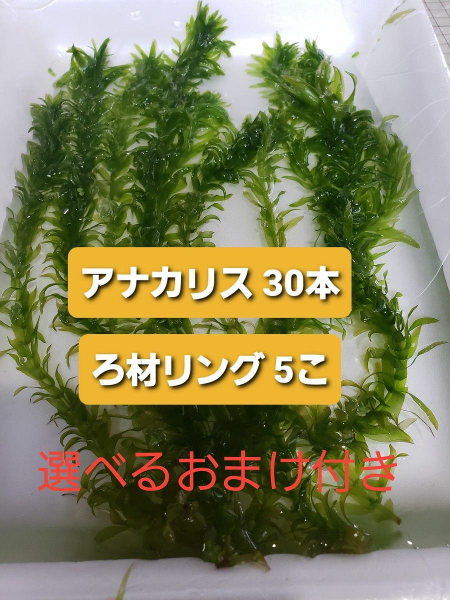 アナカリス30本 - 水草