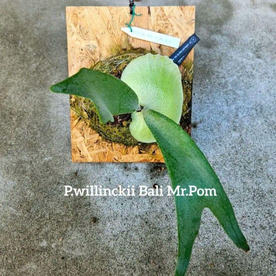 P.willinckii Bali Mr.Pom【artPLANTs】