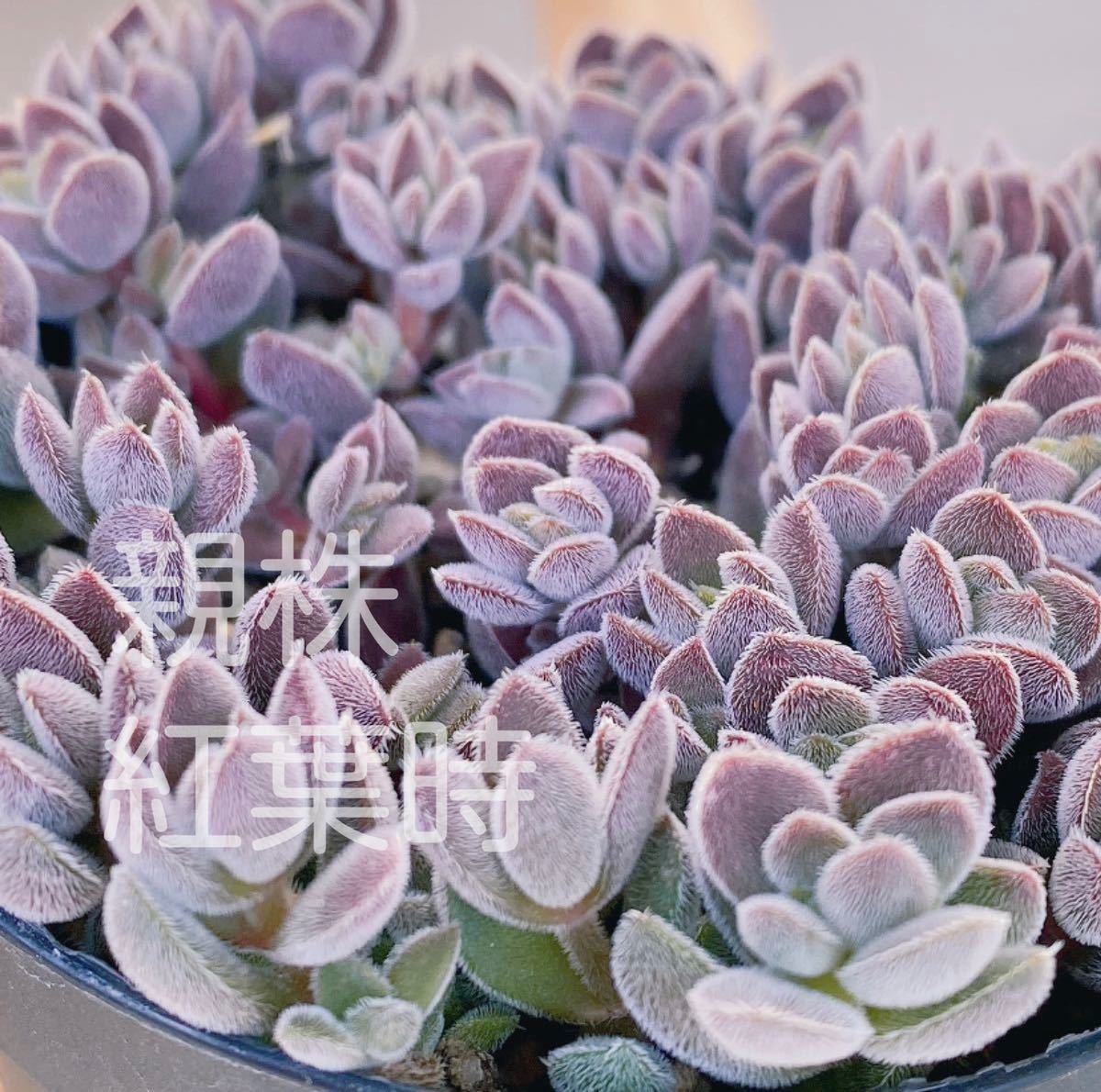 レモータ カット苗 3カット 寄せ植えにも☆ 多肉植物 クラッスラ　　Seewee_Succulents_画像1