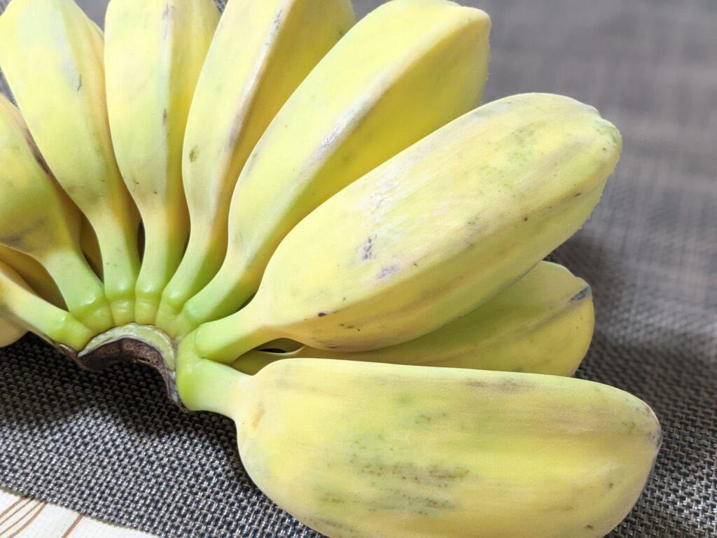 サババナナ　苗　170センチサイズ以下または重量15キロ以下　サババナナKH系統 沖縄産　バナナの木を加工後、幹と根っこの状態で送ります①