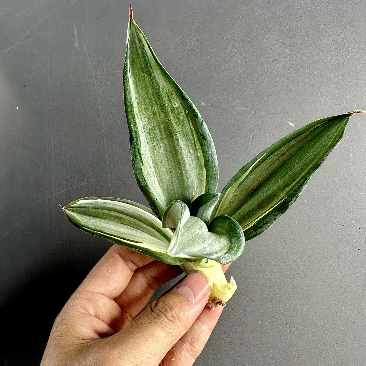 V6 貴重な希少種 アガベ　デスメティアーナ　クイックシルバー Agave desmettiana'Quick Silver 極上子株_画像4