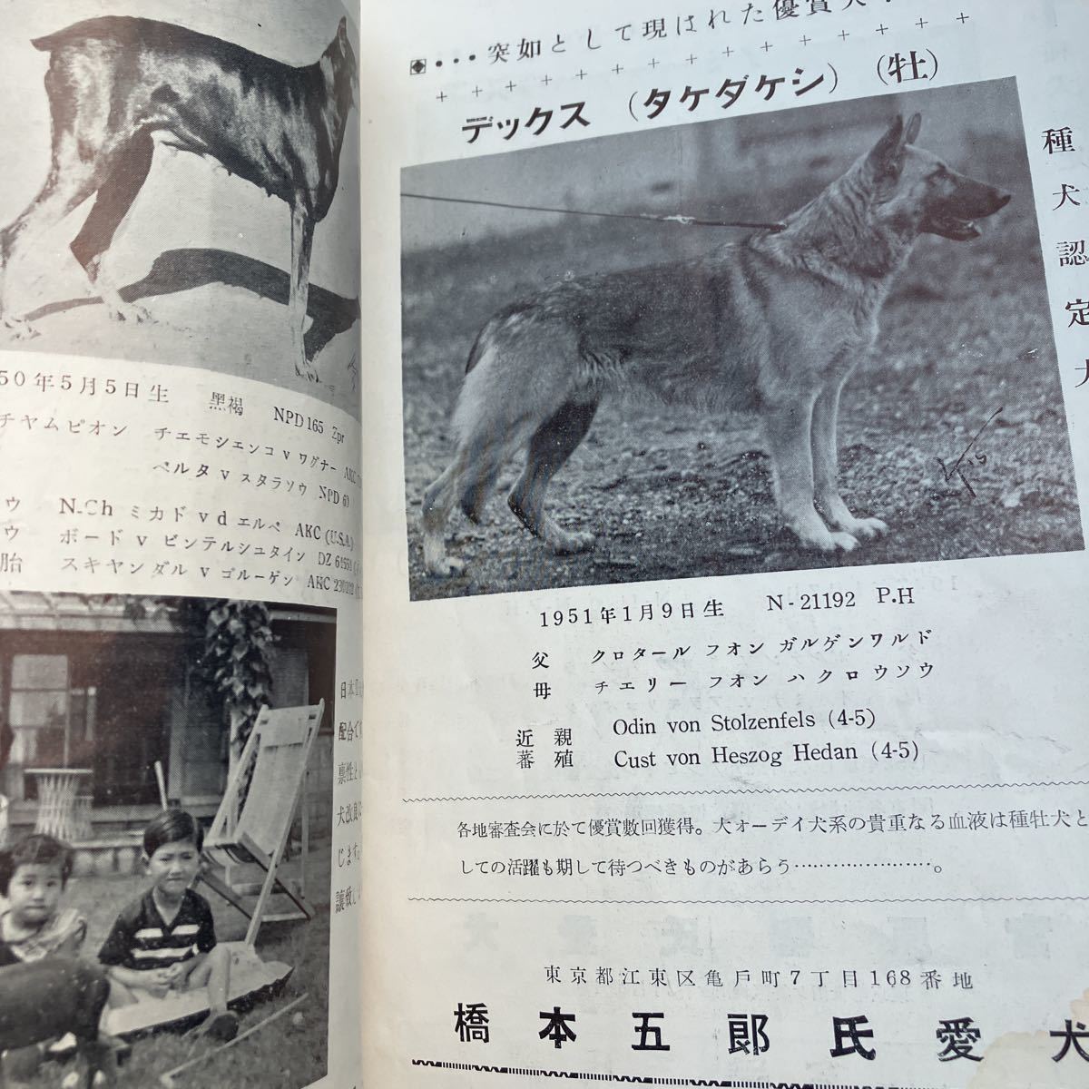 ☆本動物「貴重資料！日本警察犬協会冊子　警察犬第6巻1号」1950年代辺りのもの　経年劣化あり勝_画像8