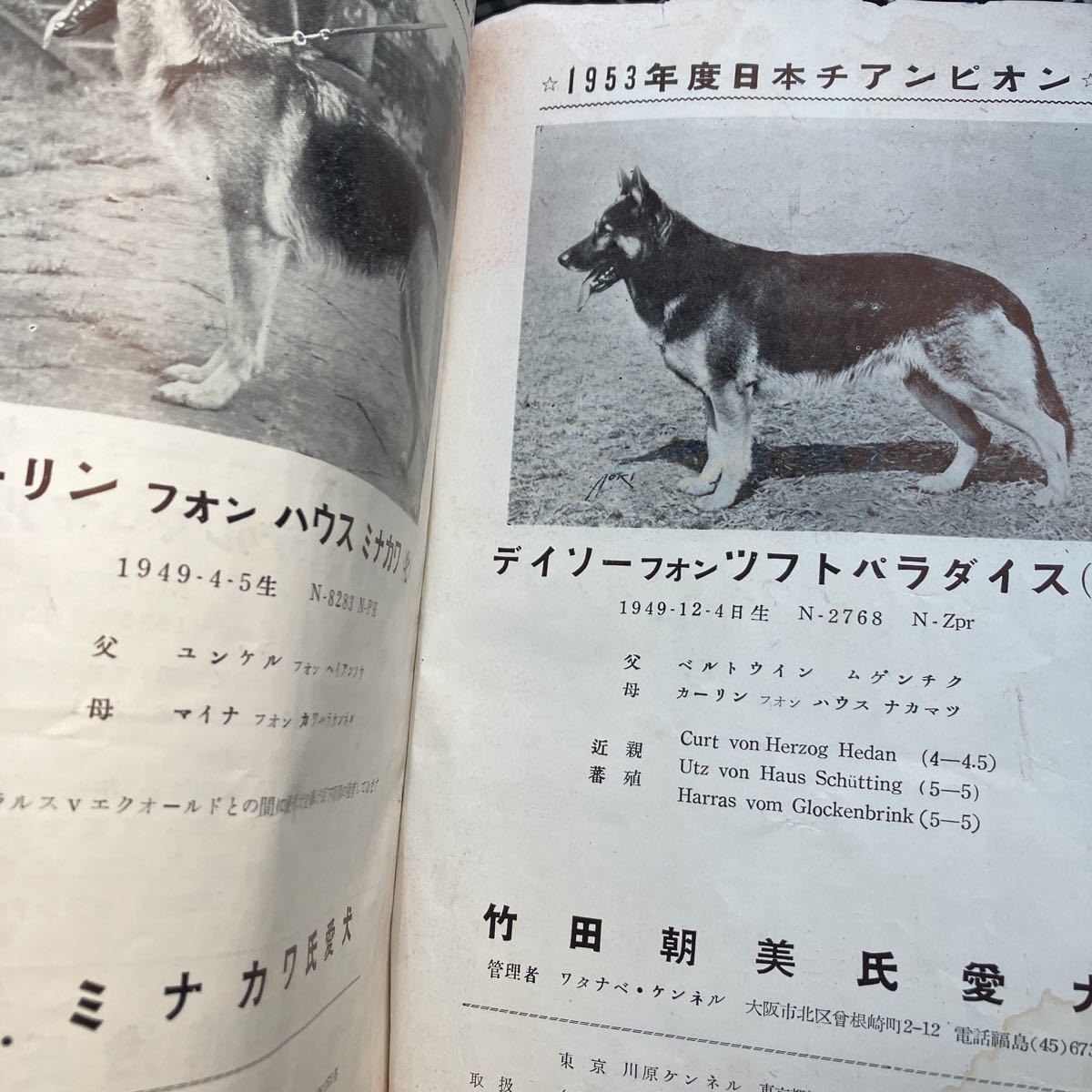 ☆本動物「貴重資料！日本警察犬協会冊子　警察犬第6巻1号」1950年代辺りのもの　経年劣化あり勝_画像2