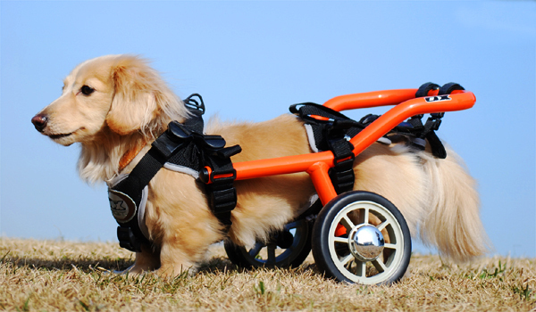 保存版】 犬用車椅子 - 犬