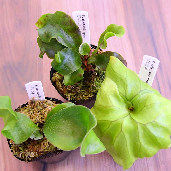 ビカクシダ・リドレイの胞子(種子)(Platycerium ridleyi) - その他種、種子