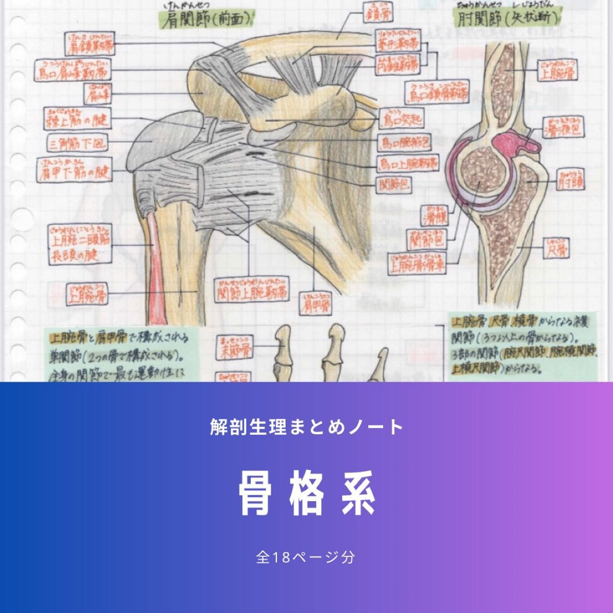 【USB版】解剖生理まとめノート（全部セット）