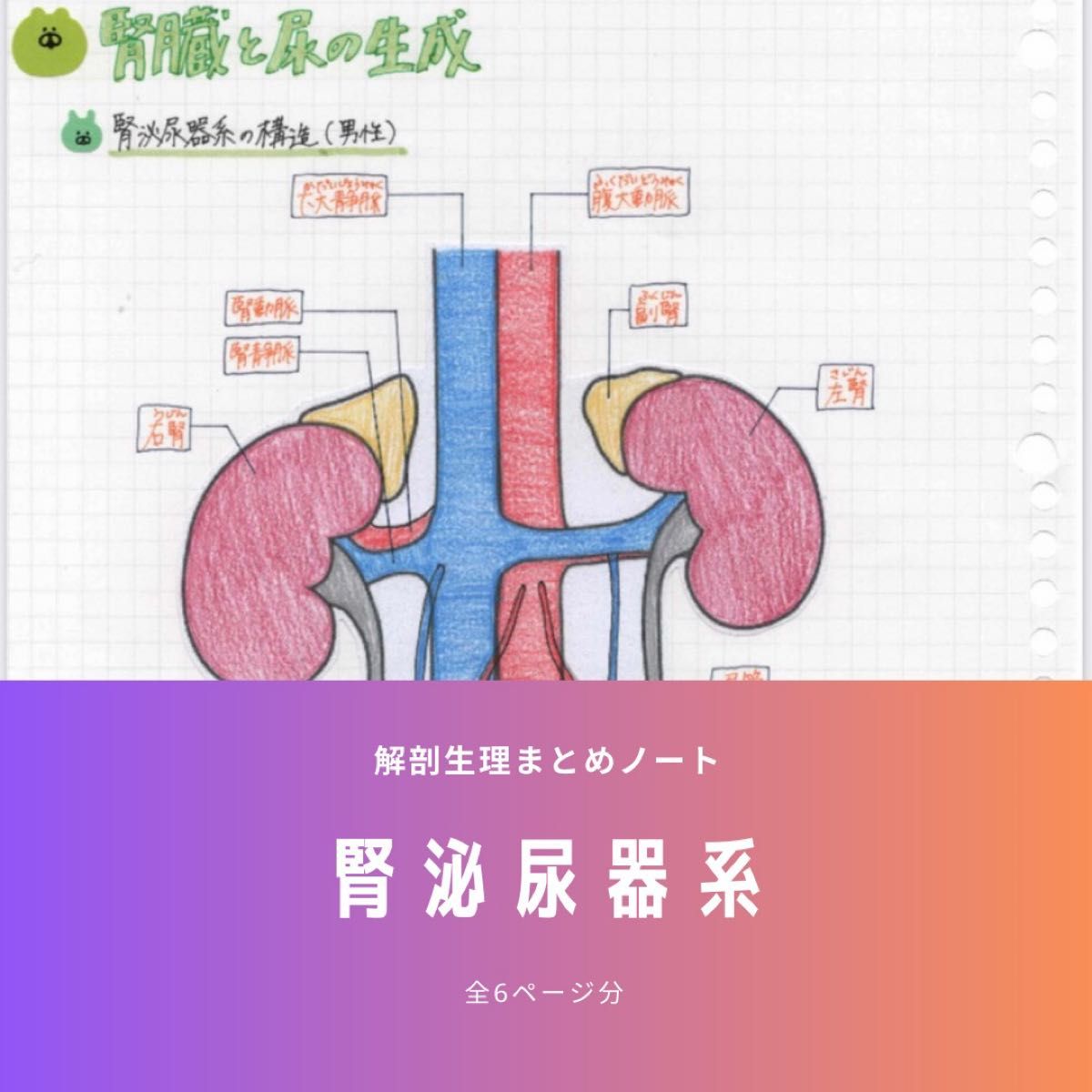 【USB版】解剖生理まとめノート（全部セット）