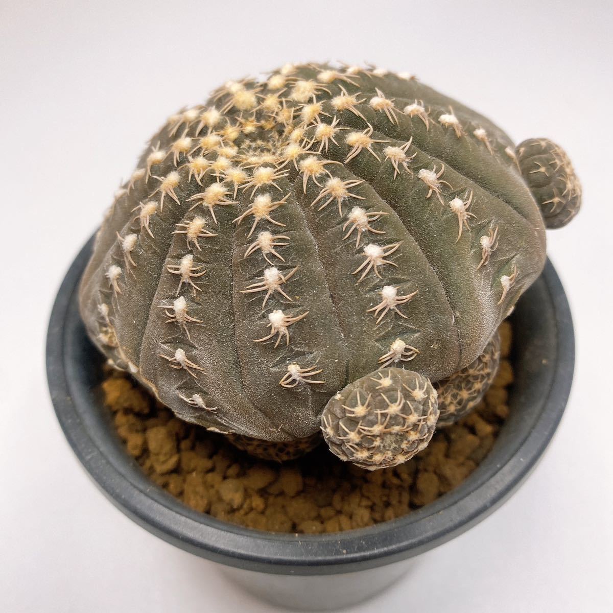 子株沢山！多肉植物 サボテン　ギムノカリキウム・ラゴネシー 実生 Gymnocalycium Ragonesei_画像6