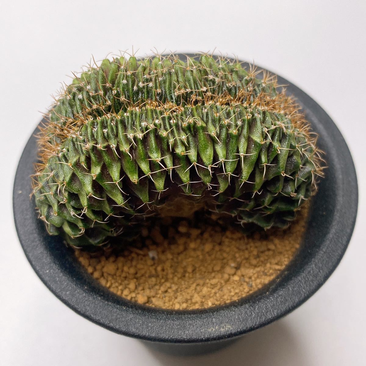LB2178綴化 多肉植物 サボテン ギムノカリキウムフリードリッヒ LB2178綴化 多肉植物 サボテン ギムノカリキウムフリードリッヒ