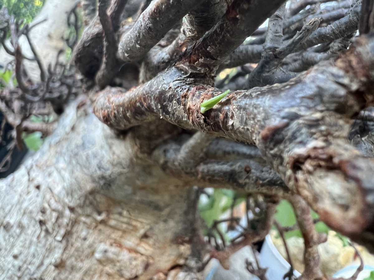 鉢植えバオバブ アダンソニア ディギタータAdansonia digitata 鉢植えバオバブ アダンソニア ディギタータAdansonia digitata