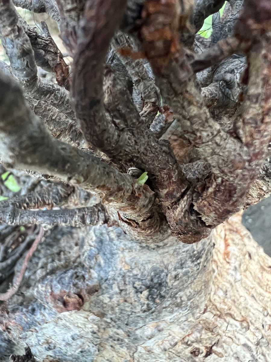鉢植えバオバブ アダンソニア ディギタータAdansonia digitata 鉢植えバオバブ アダンソニア ディギタータAdansonia digitata