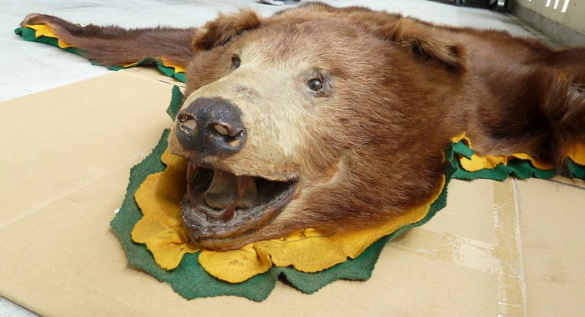熊 剥製 爪付き ラグ カーペット 敷物-