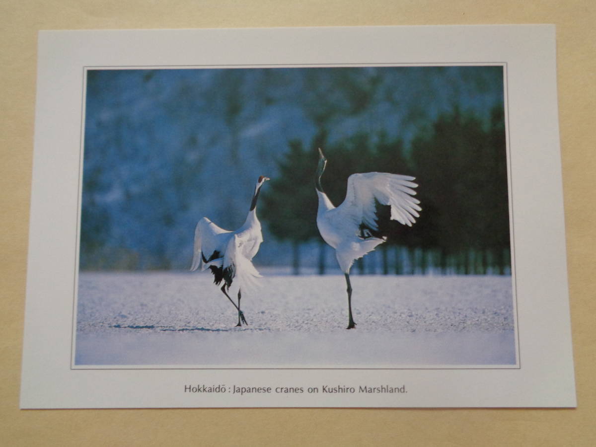 ☆絵葉書☆　北海道　釧路原野に舞うタンチョウヅル_画像1