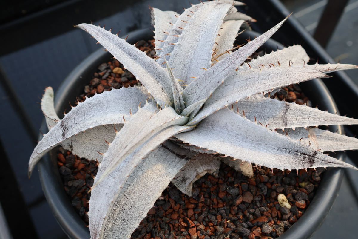 ディッキア　実生　セット　④ Dyckia 種親　ML特選(連刺)× braunii Rauh(輸入個体) ブラウニー_画像1