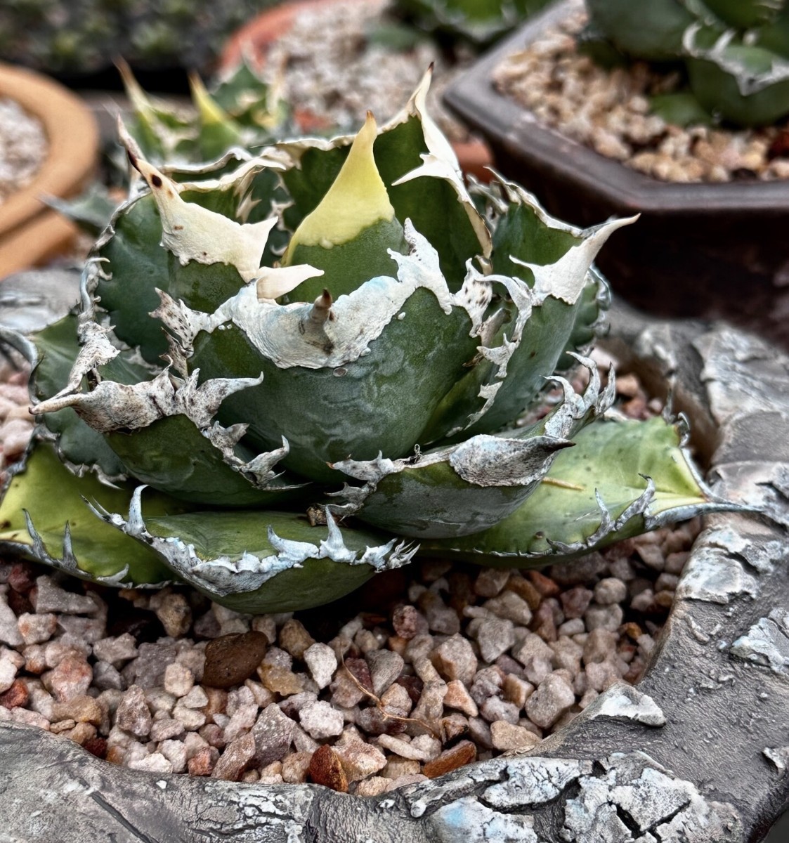 Agave horrida アガベ ホリダ 001|花、園芸 Agave horrida アガベ ホリダ 001|花、園芸