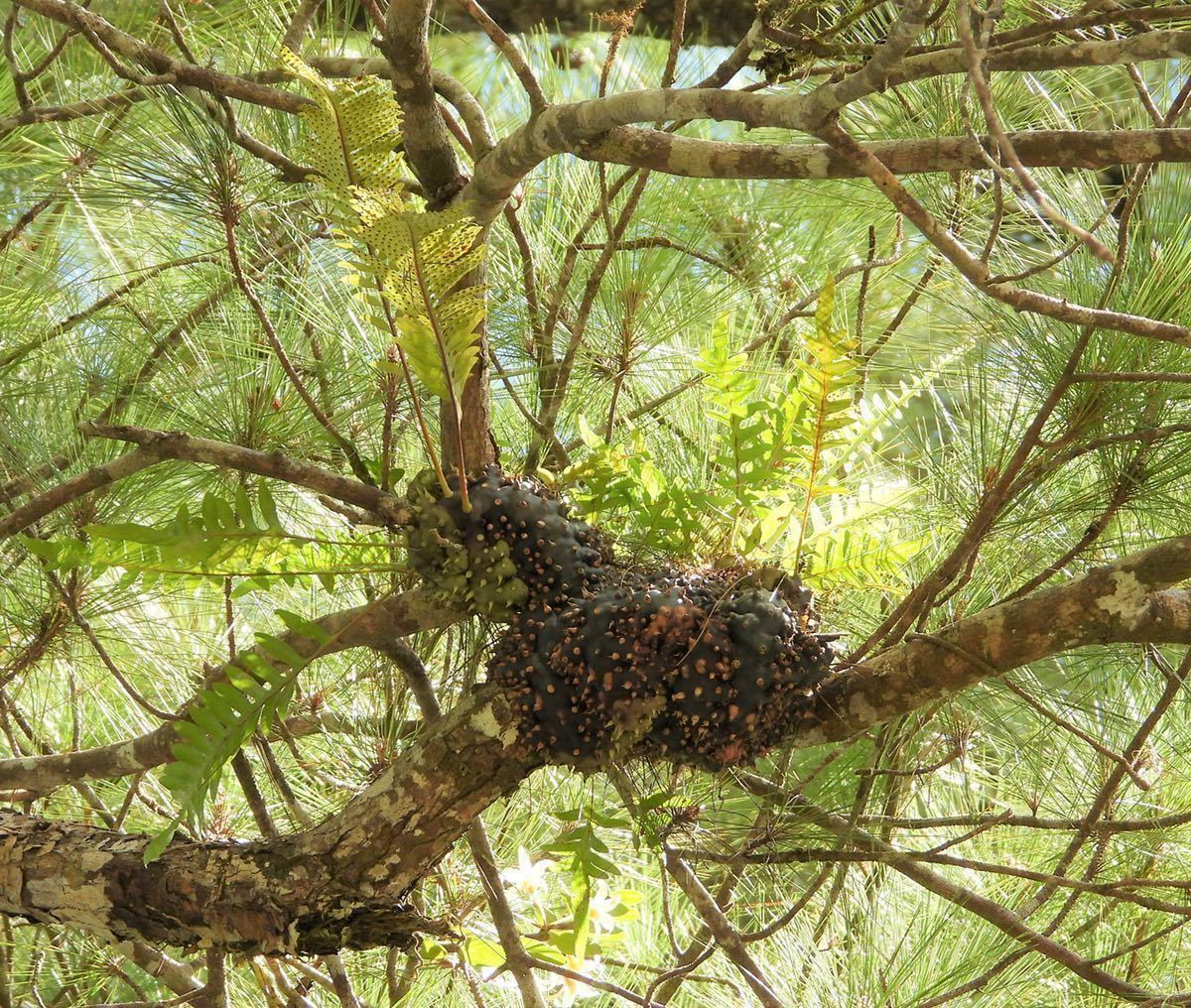 Yahoo!オークション - アリ植物 Lecanopteris balgooyi North Yahoo!オークション - アリ植物 Lecanopteris balgooyi North