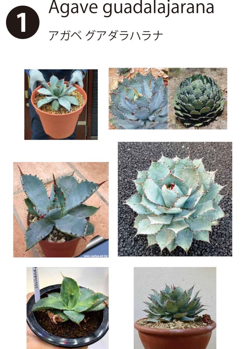 〜多肉植物 アガベ グアダラハラナ 【Agave guadalajarana】 ④