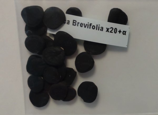 ユッカ ブレビフォリア 種子 20粒+α Yucca Brevifolia 20 seeds +α Joshua Tree ジョシュアツリー ヨシュアツリー 種_こちらの商品をお送りします