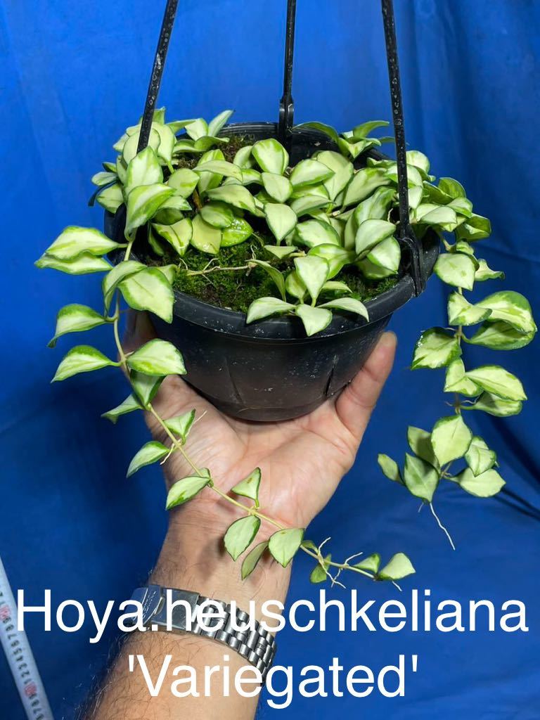 846 斑入り　ホヤ　ヘウスケリアナ　'バリエゲッド' Hoya.heuschkeliana 'variegated' サクララン プラ鉢５号釣り鉢_画像1