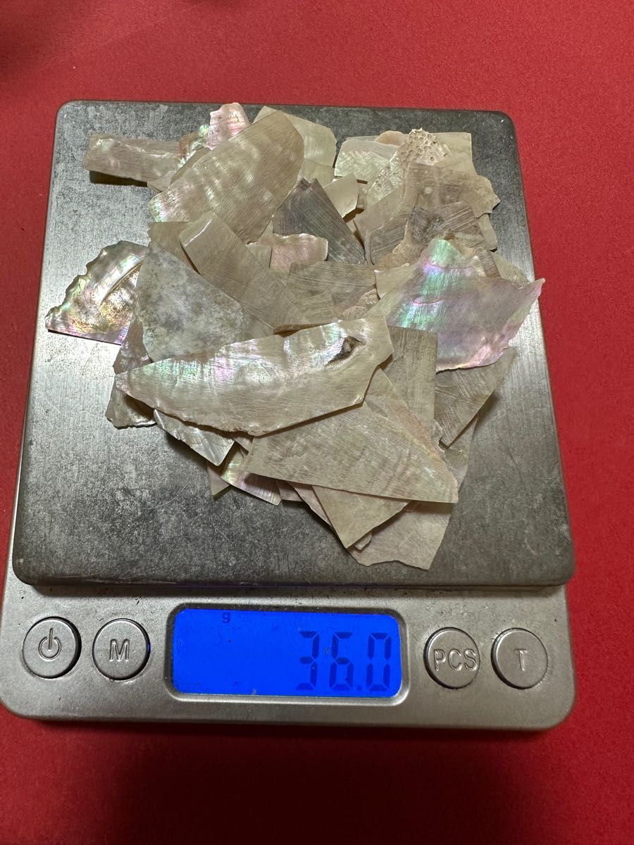 貝殻　20g