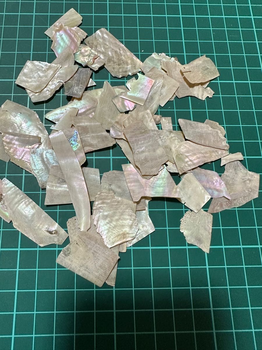 貝殻　20g