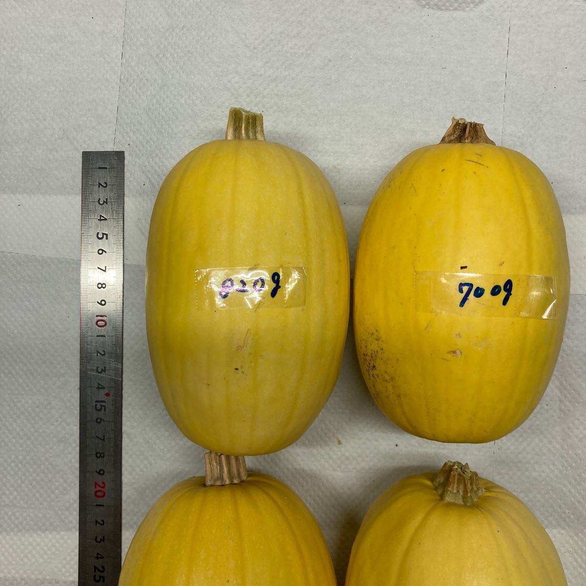 金糸瓜 そうめんかぼちゃ 4個 秋田県産 9/23収穫