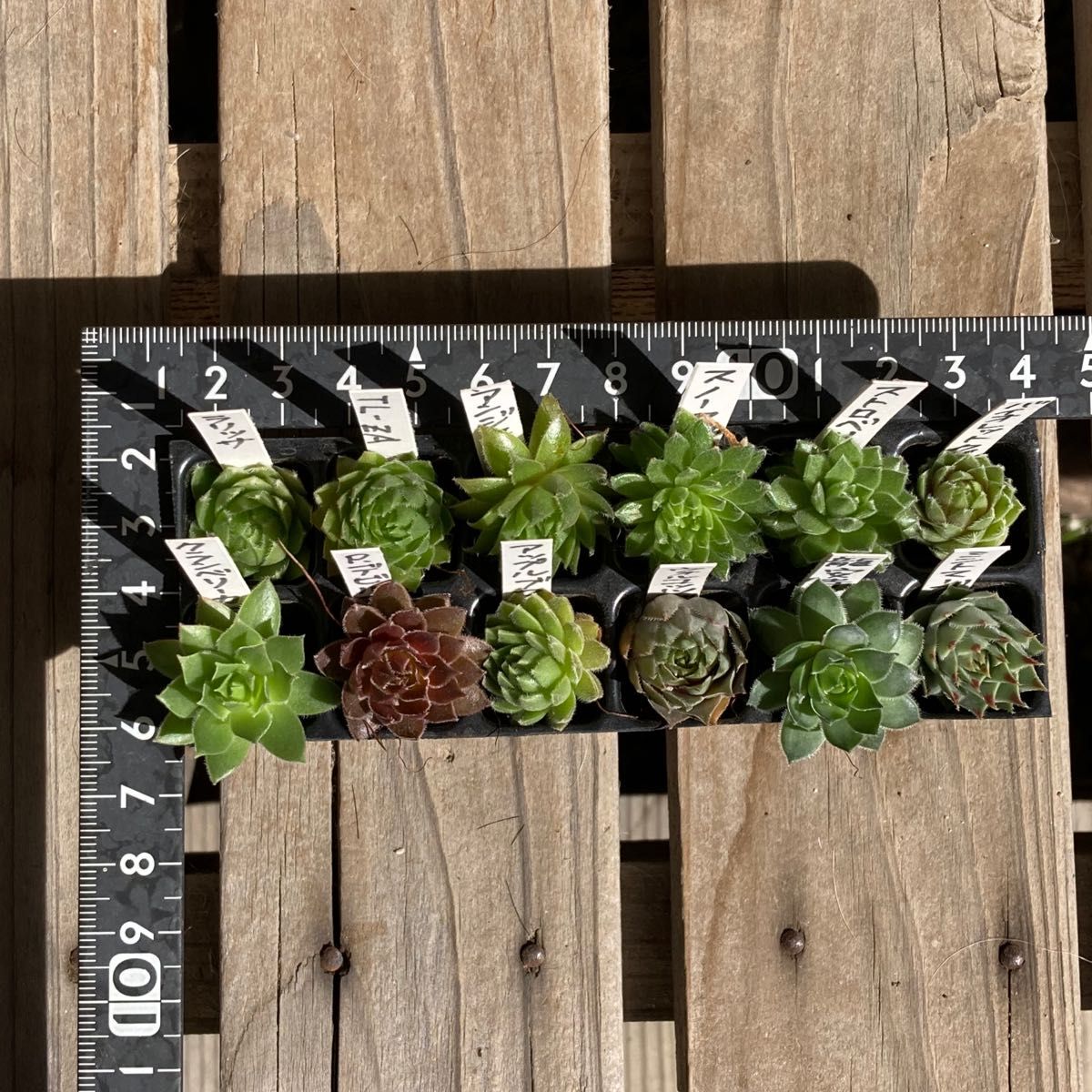 多肉植物 センペルビウム 小苗 12種類セット|Yahoo!フリマ(旧 多肉植物 センペルビウム 小苗 12種類セット|Yahoo!フリマ(旧