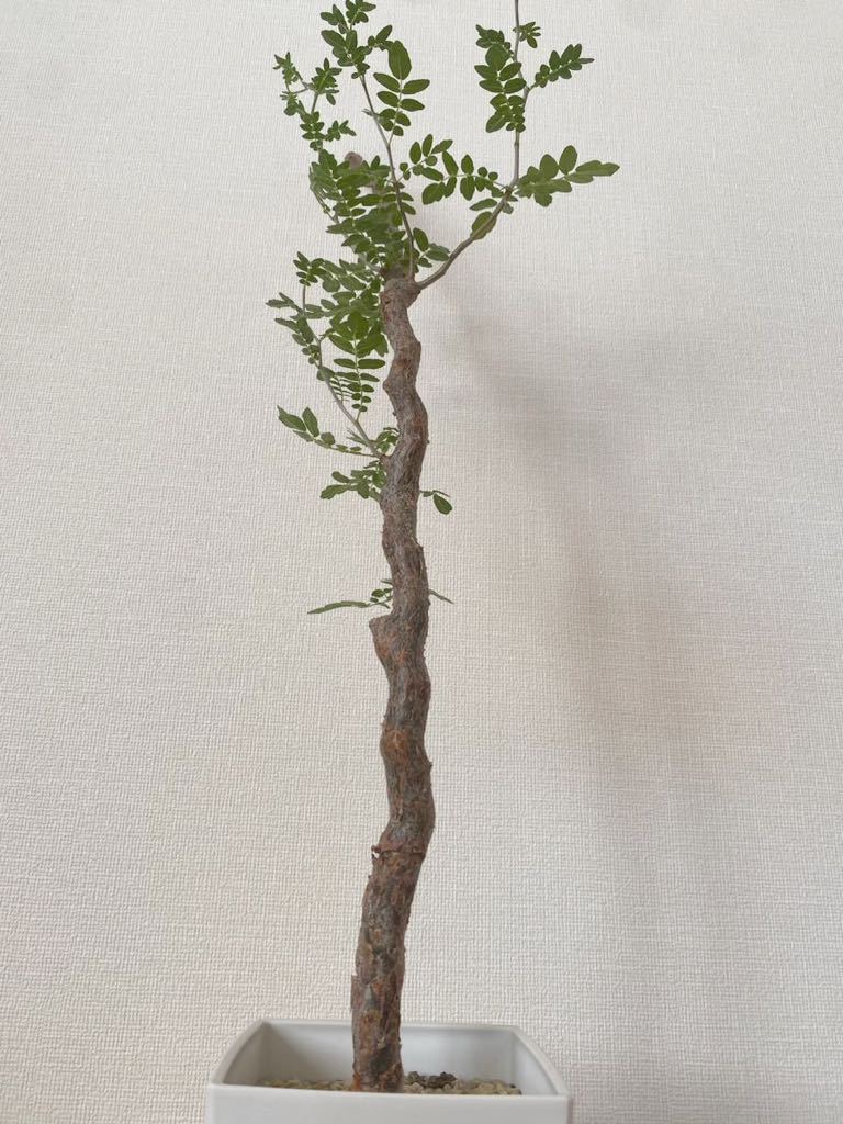 コミフォラ モンストローサ　commiphora monstruosa _画像3