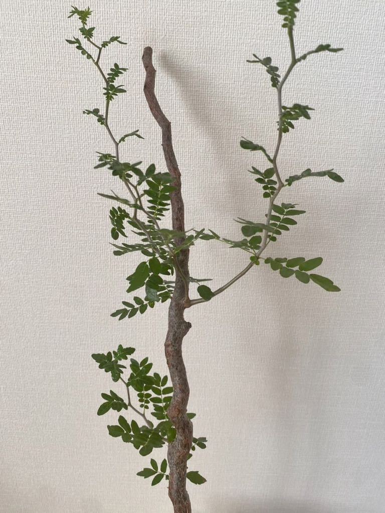 コミフォラ モンストローサ　commiphora monstruosa _画像4