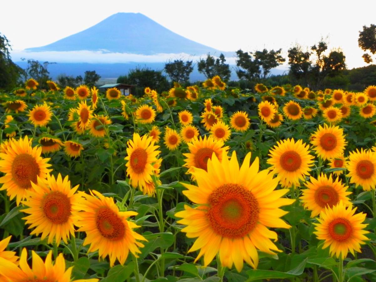  World Heritage Mt Fuji sunflower field photograph A4 moreover, 2L version amount attaching 