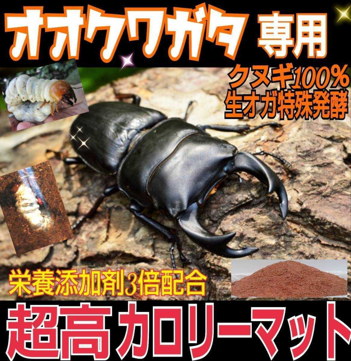  oo stag beetle exclusive use * super height calorie mat raw oga. special departure .! symbiosis bacteria * special amino acid etc. nutrition addition agent .3 times combination * the first . from meal . attaching eminent 