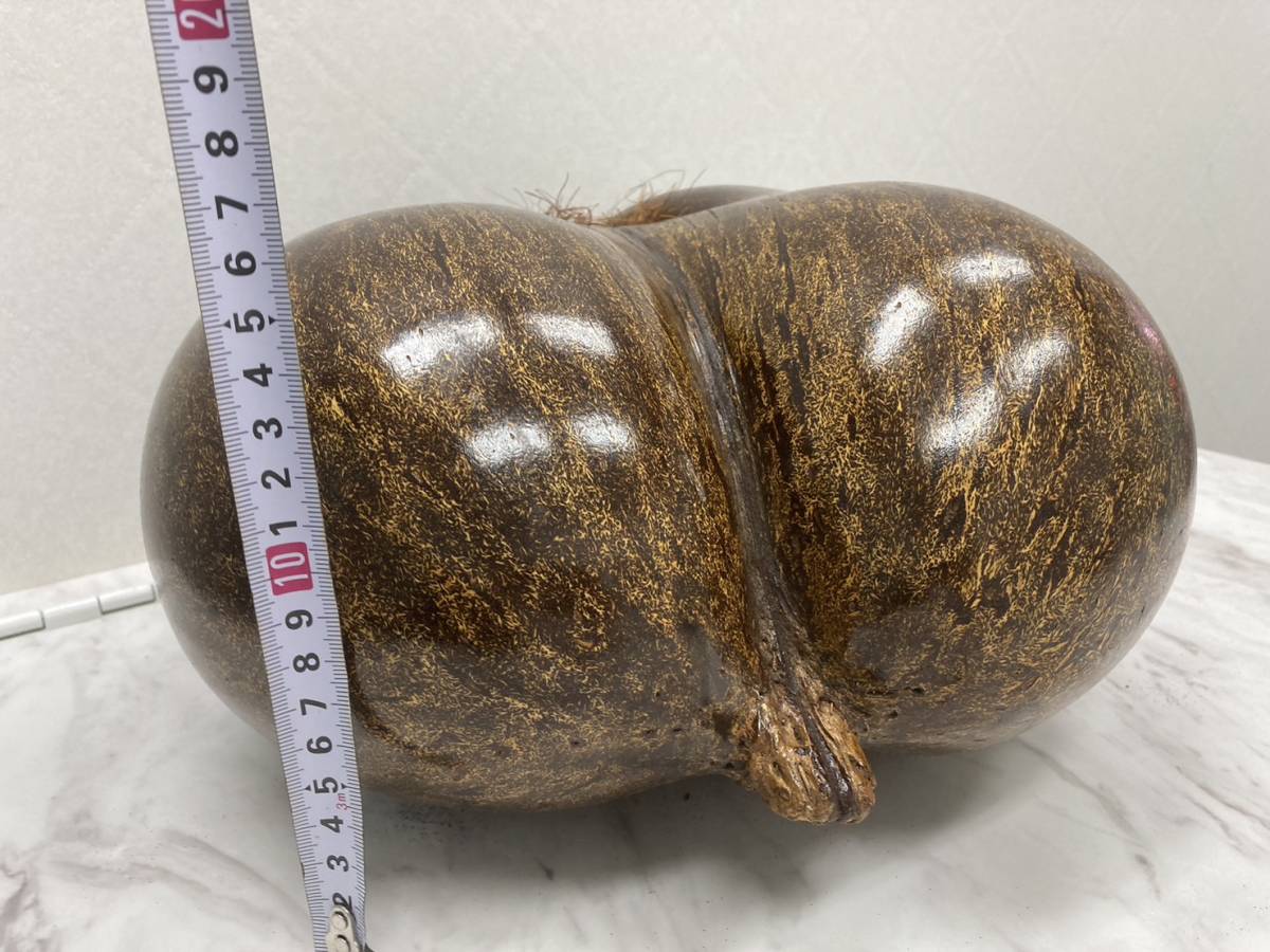 【F5894】 大珍品 超希少 世界最大 フタゴヤシ 双子椰子 オオミヤシ 植物 種子 世界最大_画像10