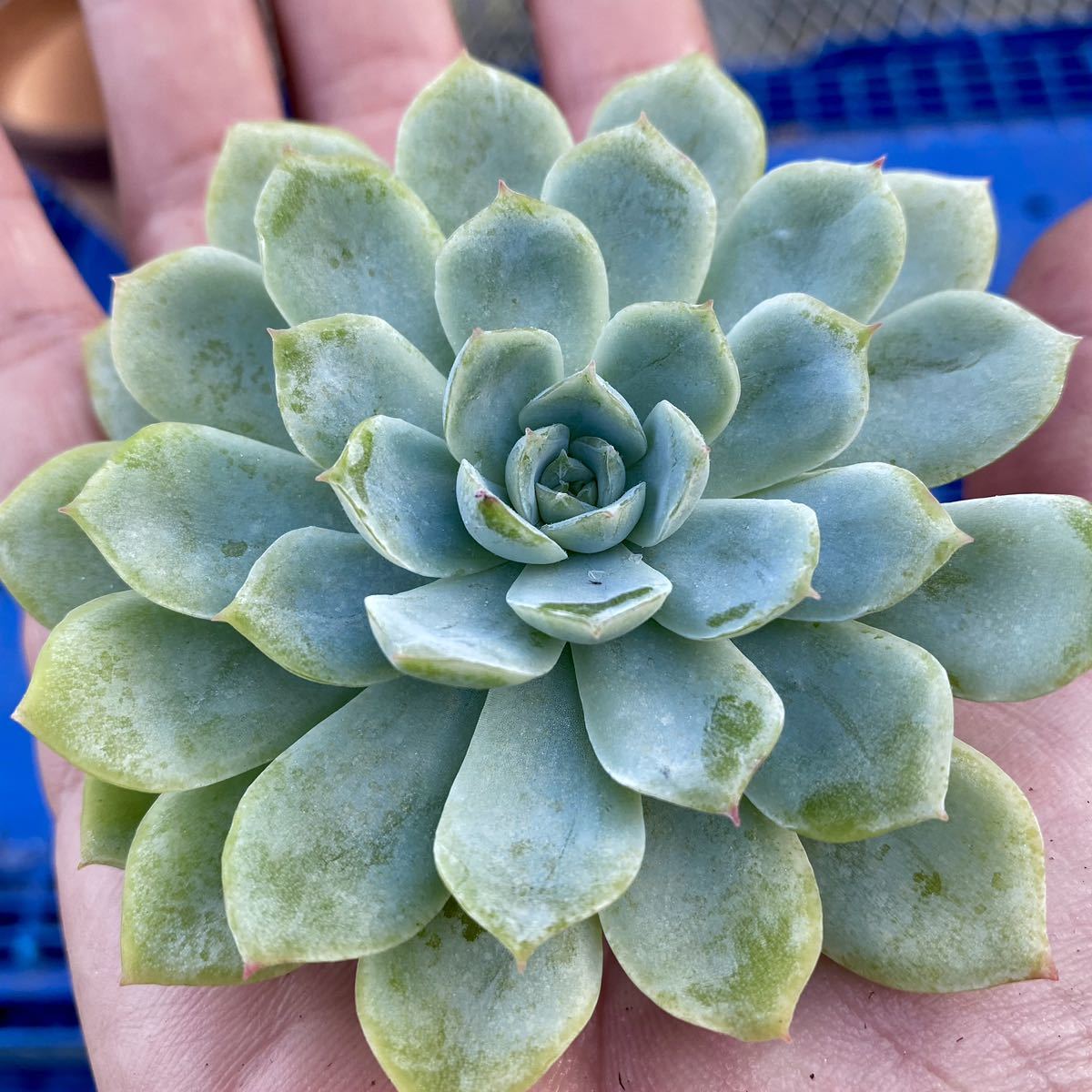 Yahoo!オークション - 66 ホワイトホール【特大苗】 【多肉植物 Yahoo!オークション - 66 ホワイトホール【特大苗】 【多肉植物