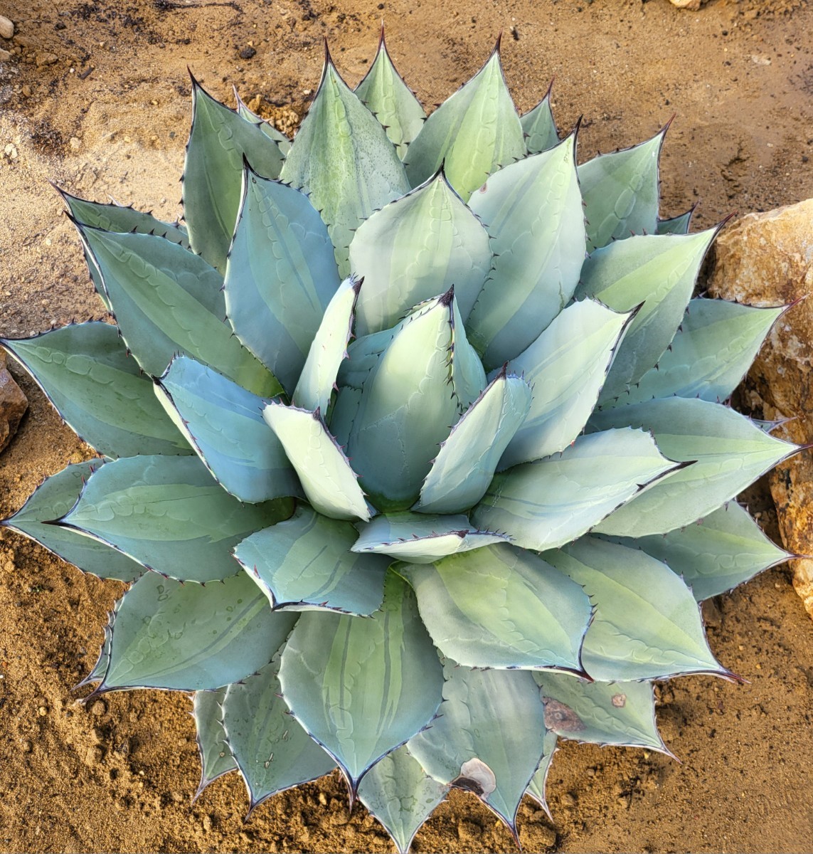 Yahoo!オークション - アガベ パリー ホーチエンシス錦 吉祥天錦 Agave