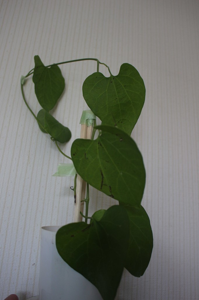 アリストロキア ギガンテアvarブラジリエンシス　aristolochia ウマノスズクサ 観葉植物　奇花_画像4