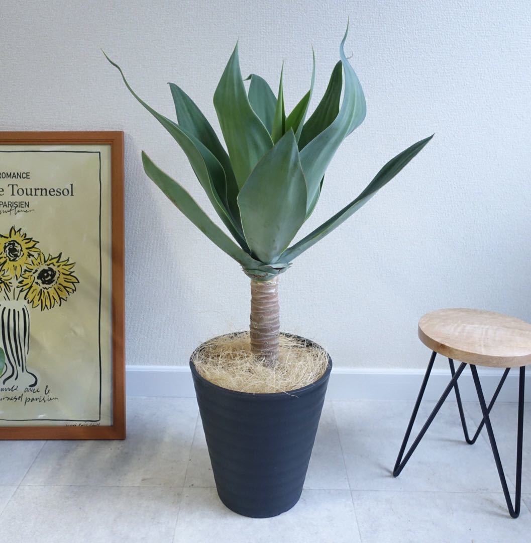 ヤフオク! - スタイリッシュ アガベ アテナータ 多肉植物 観葉植物 極...