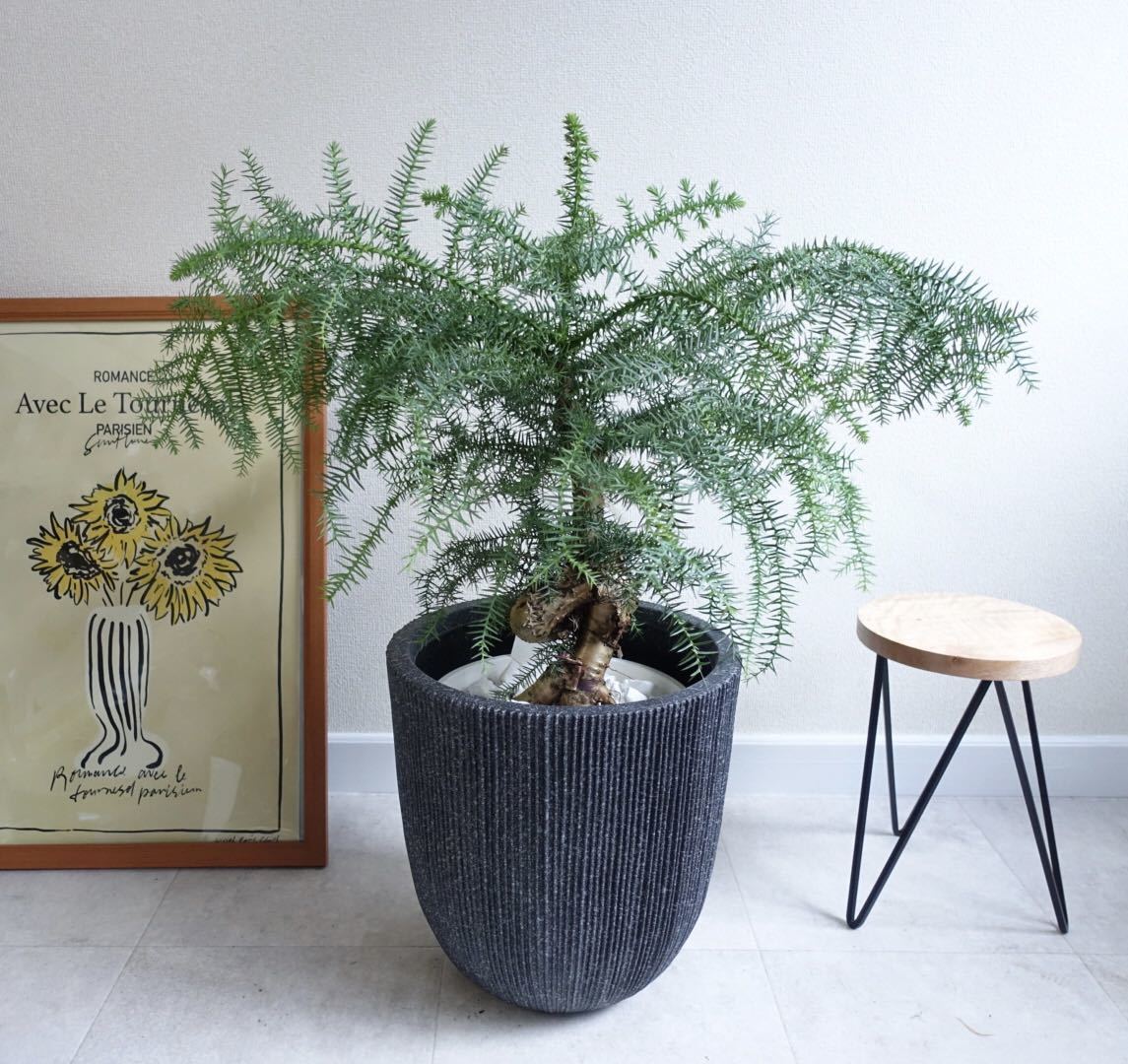 ヤフオク! - アロカリア 黄金昇り龍 観葉植物 室内 屋外 盆栽 〈ビカ...