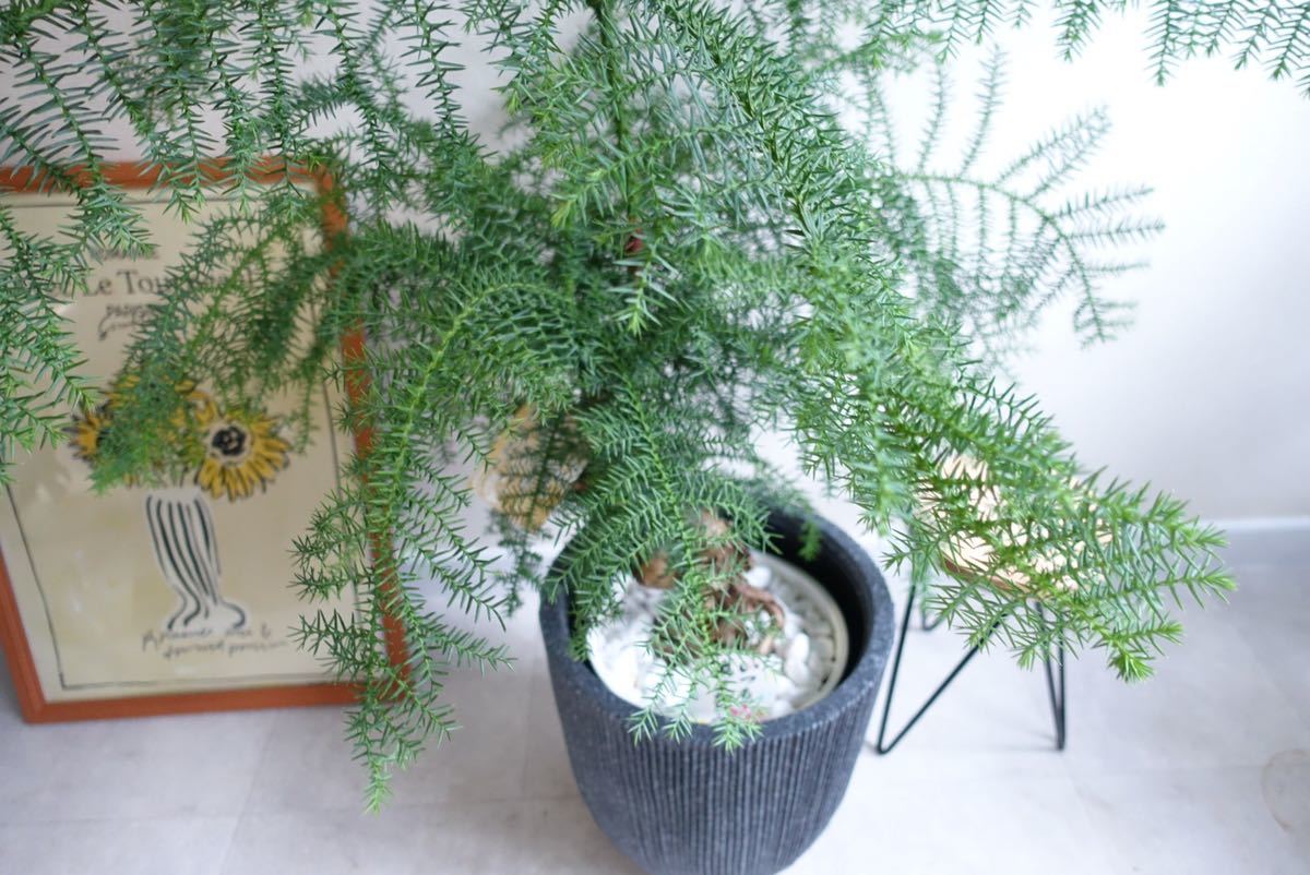 レア品種 アロカリア 黄金昇り龍 観葉植物 盆栽 室内 希少