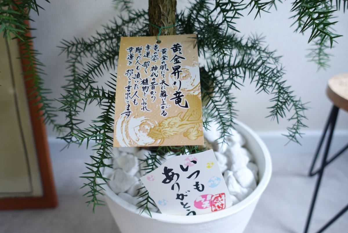 アロカリア 黄金昇り龍 観葉植物 室内 屋外 盆栽 〈ビカクシダ アガベ エバーフレッシュ オージープランツ〉