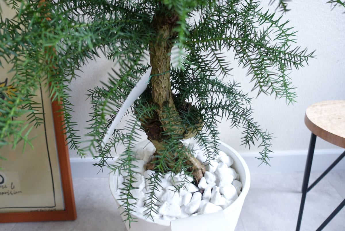 アロカリア 黄金昇り龍 観葉植物 室内 屋外 盆栽 〈ビカクシダ アガベ エバーフレッシュ オージープランツ〉