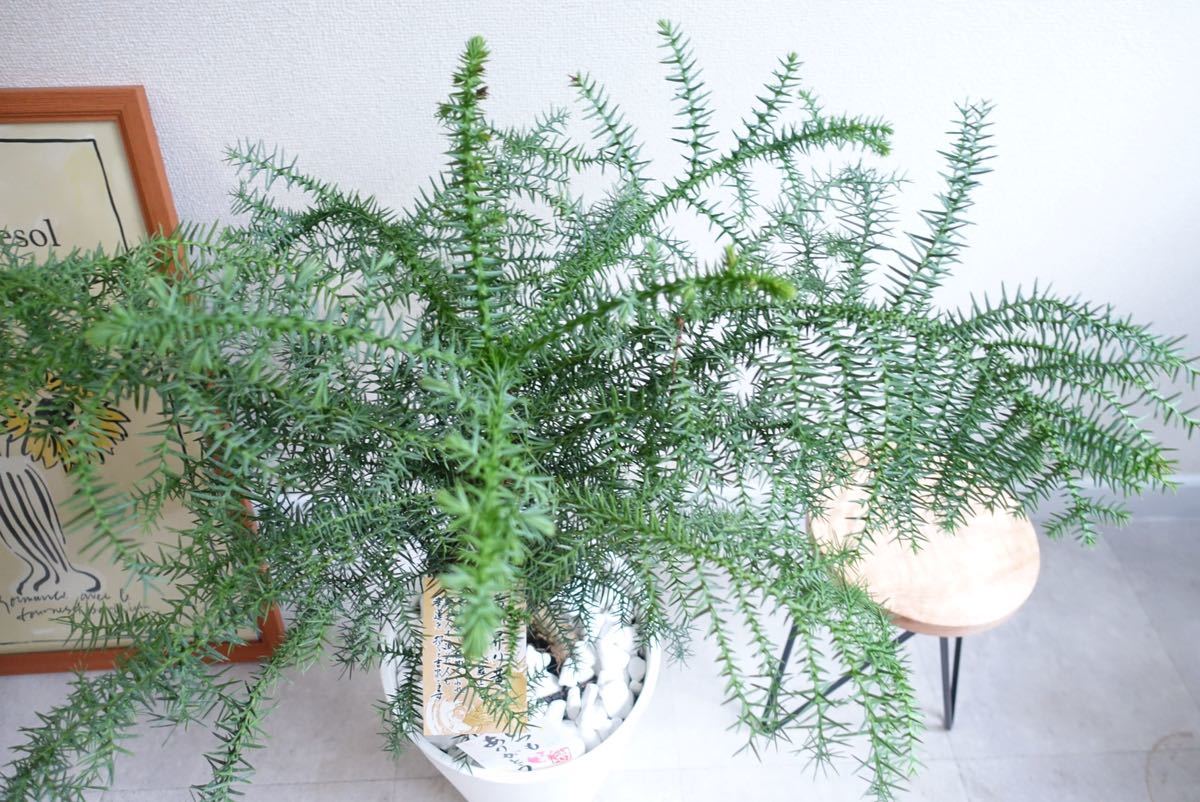 アロカリア 黄金昇り龍 観葉植物 室内 屋外 盆栽 〈ビカクシダ アガベ エバーフレッシュ オージープランツ〉