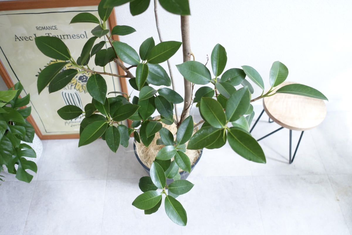 シンボルツリーに フランスゴムの木 観葉植物 室内 大型 フィカス 〈エバーフレッシュ ウンベラータ〉