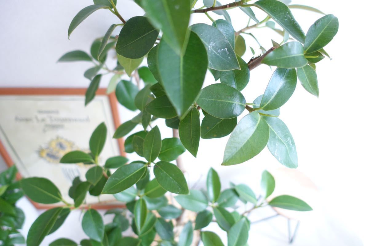 シンボルツリーに フランスゴムの木 観葉植物 室内 大型 フィカス 〈エバーフレッシュ ウンベラータ〉