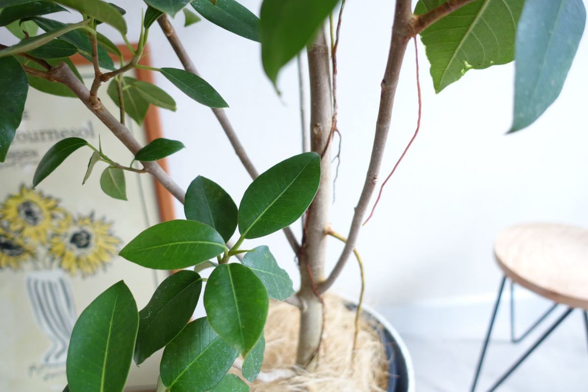 シンボルツリーに フランスゴムの木 観葉植物 室内 大型 フィカス 〈エバーフレッシュ ウンベラータ〉