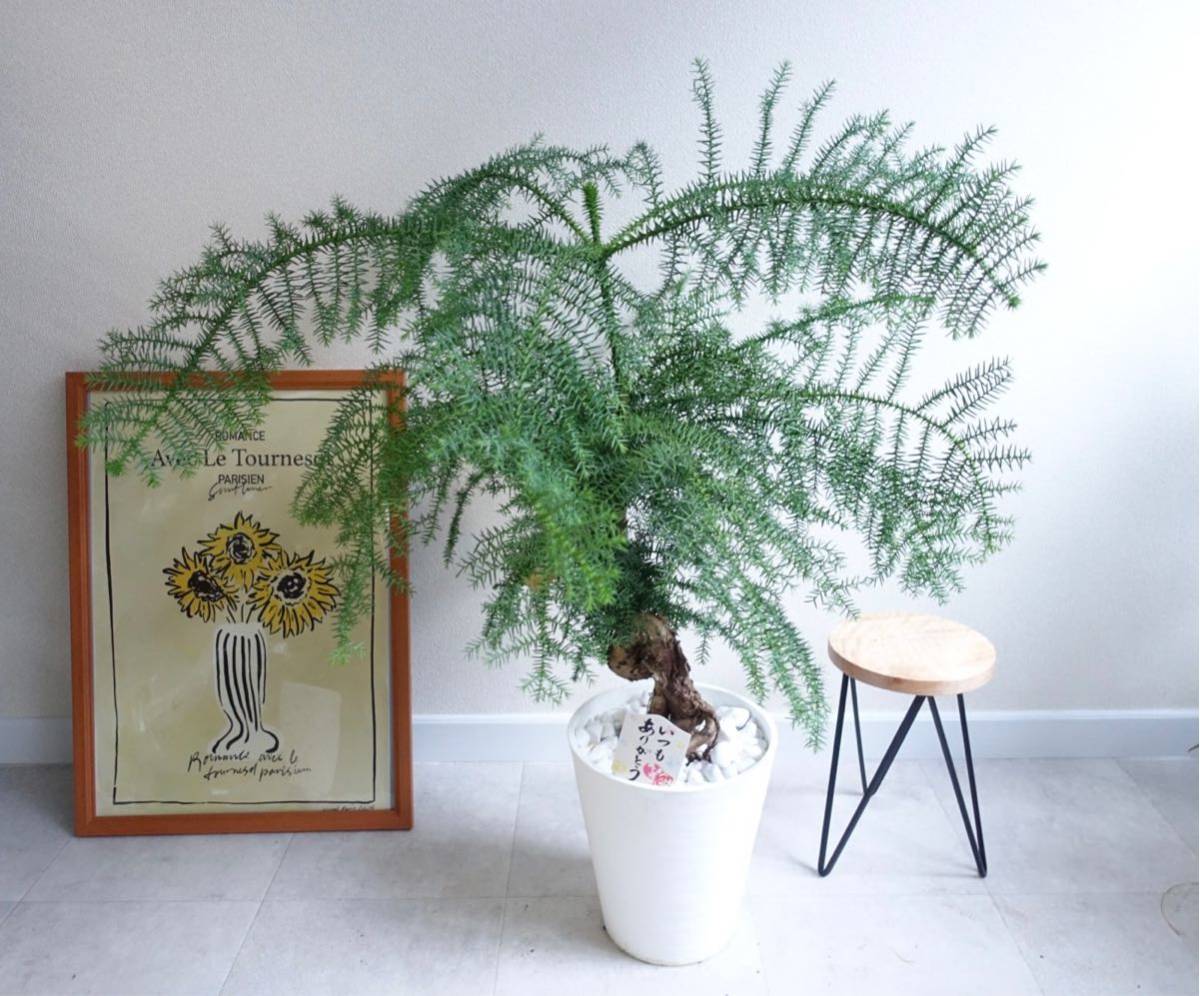 レア品種 アロカリア 黄金昇り龍 観葉植物 盆栽 室内 希少