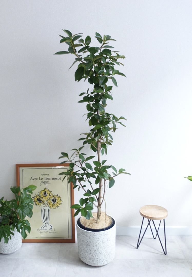 シンボルツリーに フランスゴムの木 観葉植物 室内 大型 フィカス 〈エバーフレッシュ ウンベラータ〉