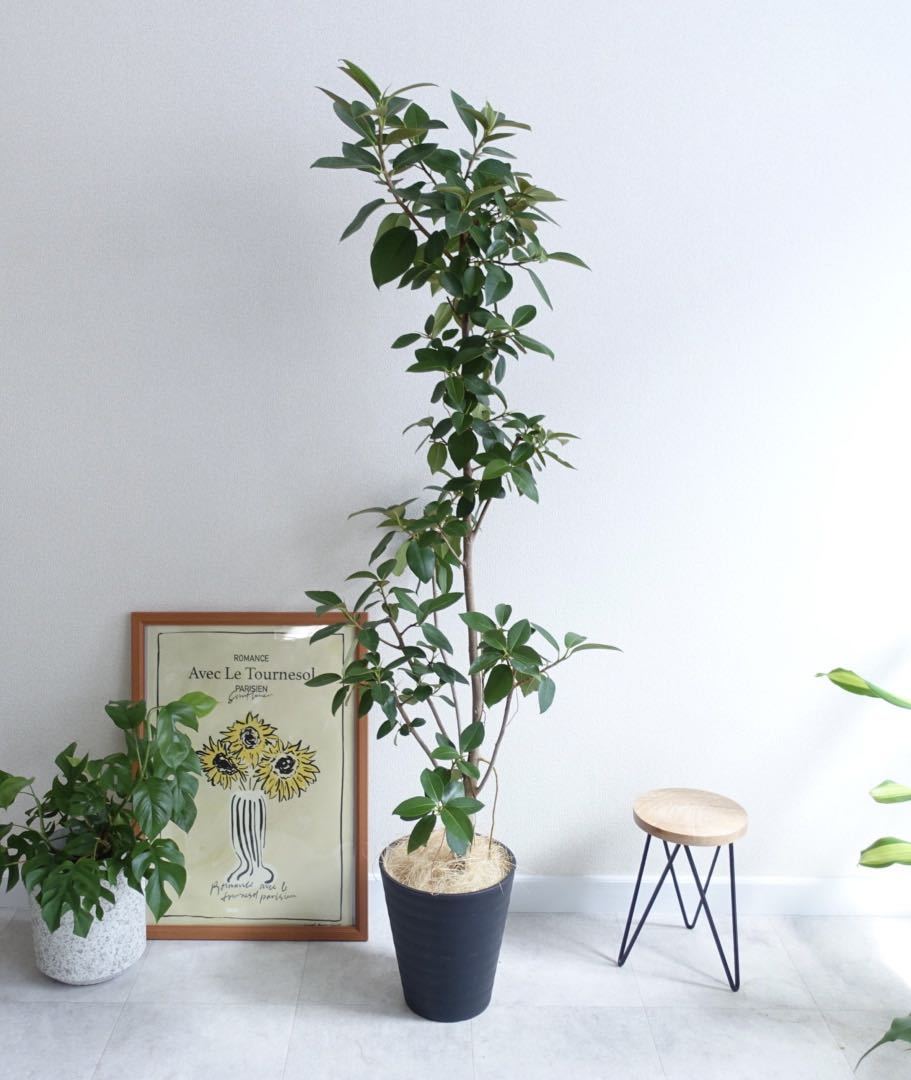 シンボルツリーに フランスゴムの木 観葉植物 室内 大型 フィカス 〈エバーフレッシュ ウンベラータ〉